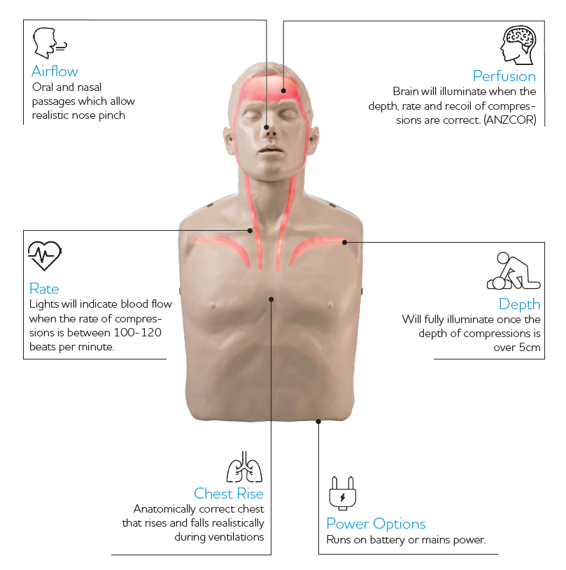 BRAYDEN Pulse CPR Manikin With Lights
